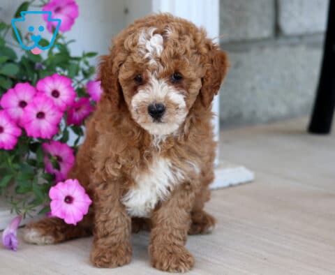 Alfie Mini Poodle