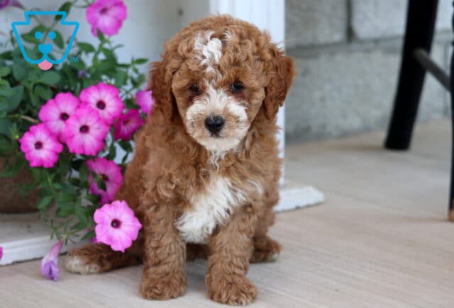 Alfie Mini Poodle image