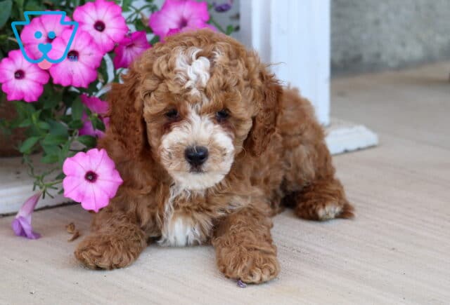 Alfie Mini Poodle2 image