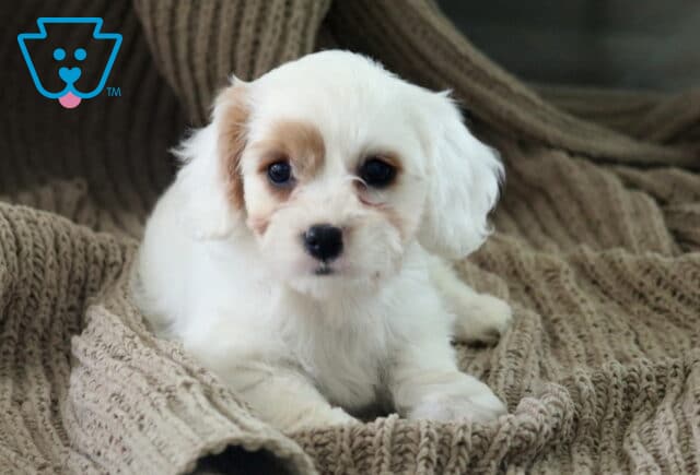 Allissa Cavapoo image