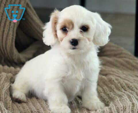 Allissa Cavapoo2