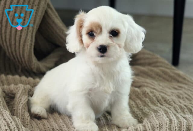 Allissa Cavapoo2 image