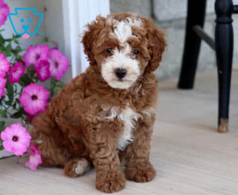 Alyssa Mini Poodle
