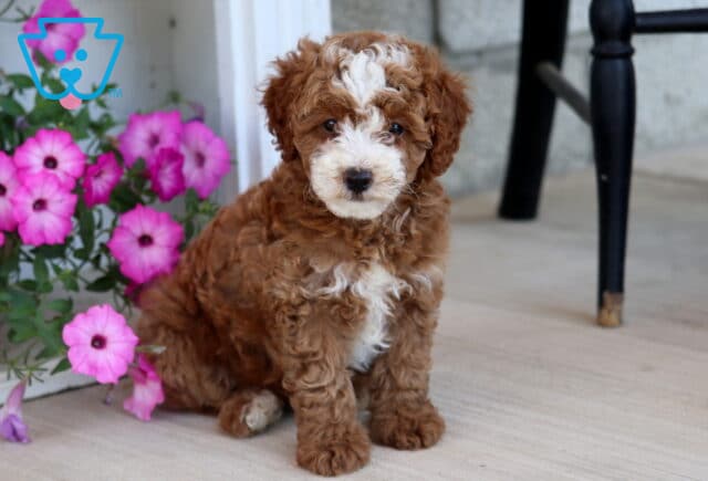 Alyssa Mini Poodle image