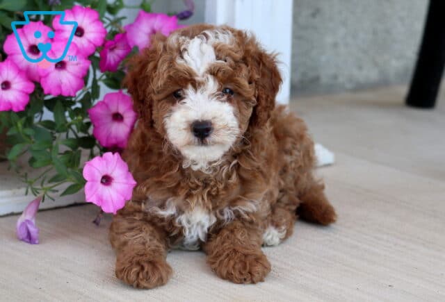 Alyssa Mini Poodle2 image
