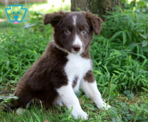 Anchor Border Collie Mix