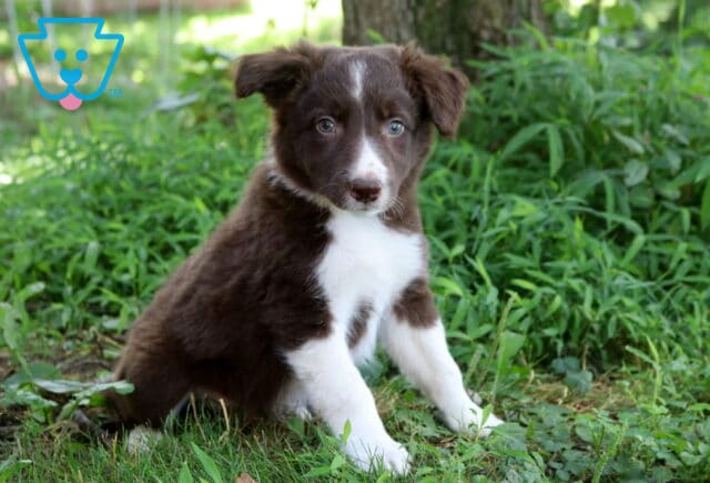 Anchor Border Collie Mix image