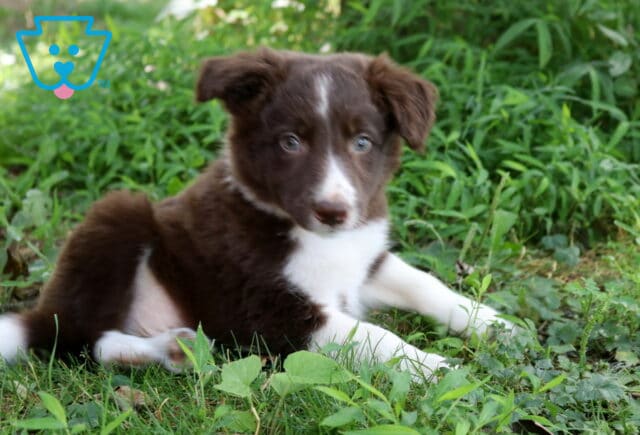 Anchor Border Collie Mix2 image