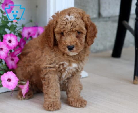 Andy Mini Poodle