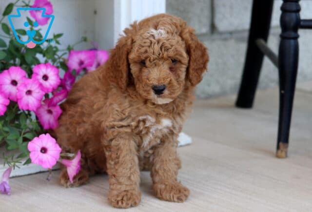 Andy Mini Poodle image