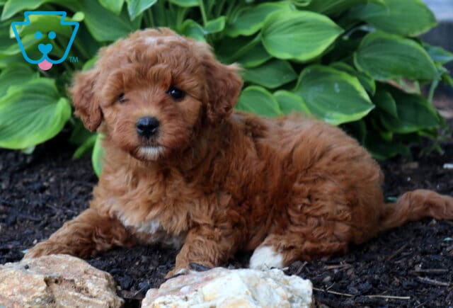 Annabella Mini Goldendoodle image