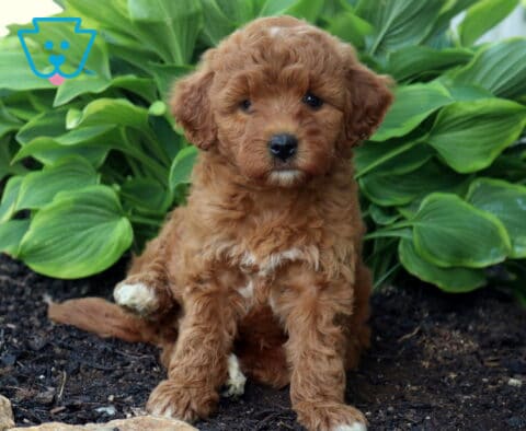 Annabella Mini Goldendoodle2