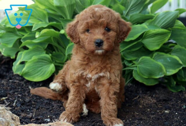 Annabella Mini Goldendoodle2 image