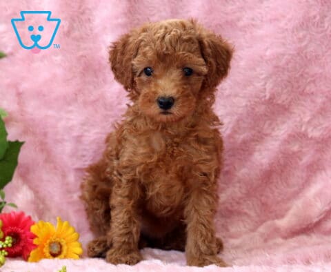 Annabella Mini Poodle
