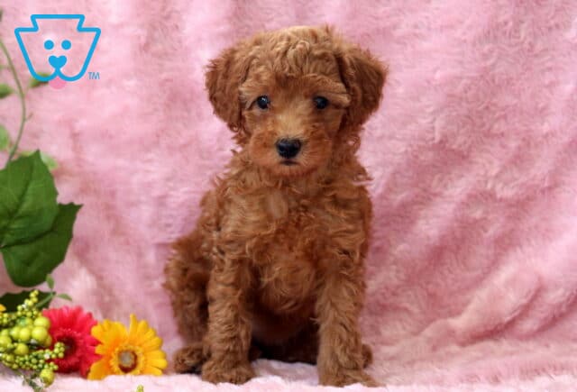 Annabella Mini Poodle image