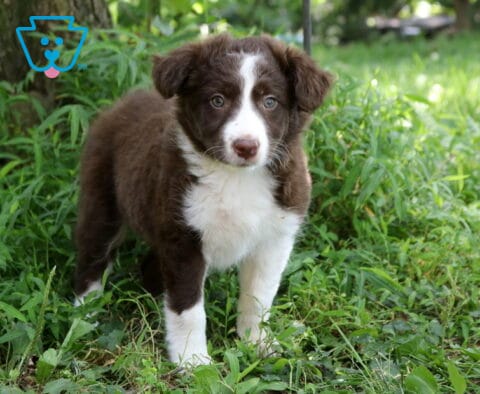 Annie Border Collie Mix