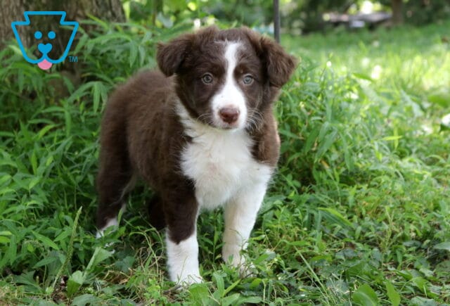Annie Border Collie Mix image