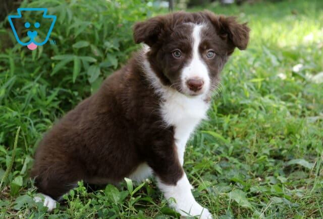 Annie Border Collie Mix2 image