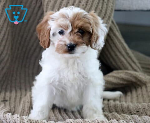 Annie Cavapoo