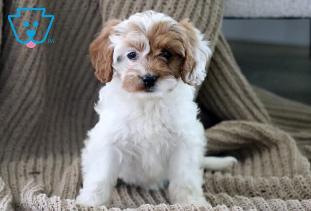 Annie Cavapoo image