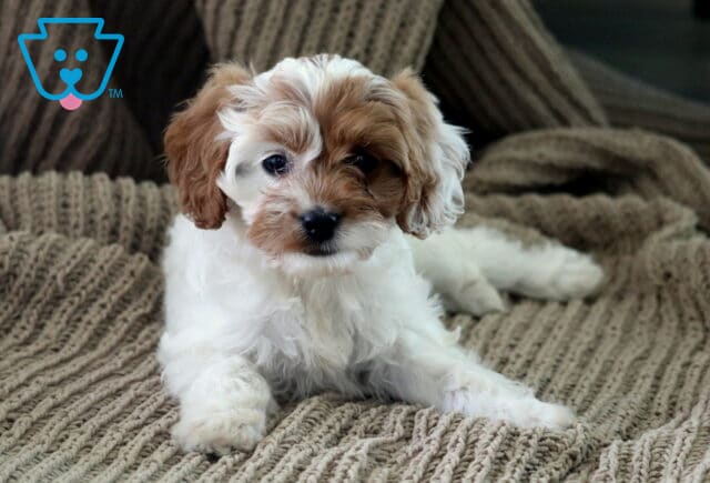 Annie Cavapoo2 image