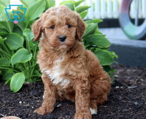 Annie Mini Goldendoodle