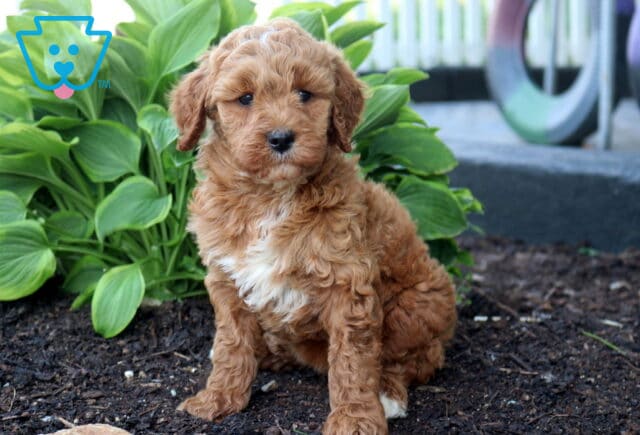 Annie Mini Goldendoodle image
