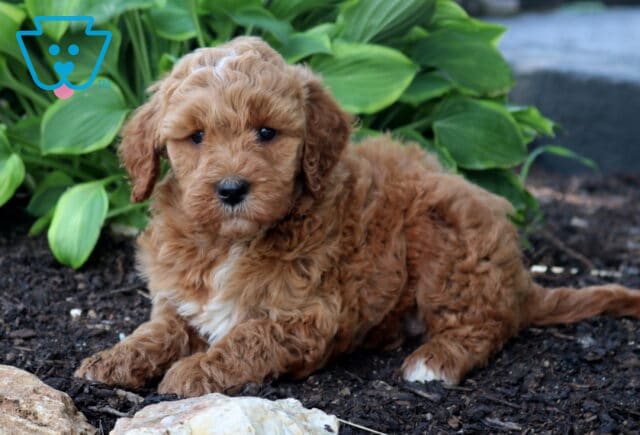 Annie Mini Goldendoodle2 image