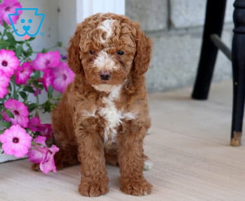 Ari Mini Poodle