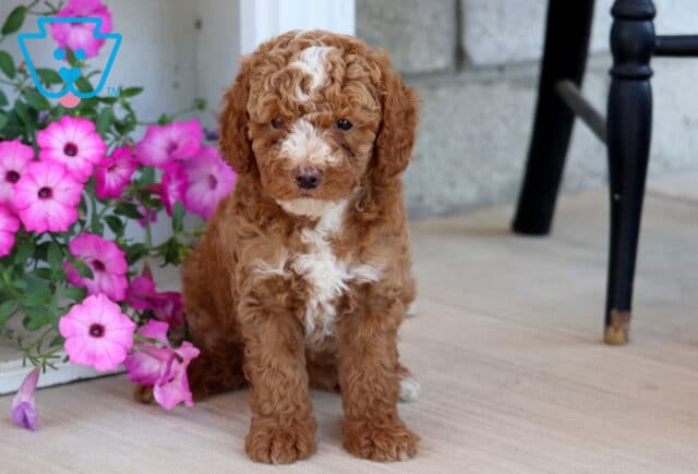Ari Mini Poodle image
