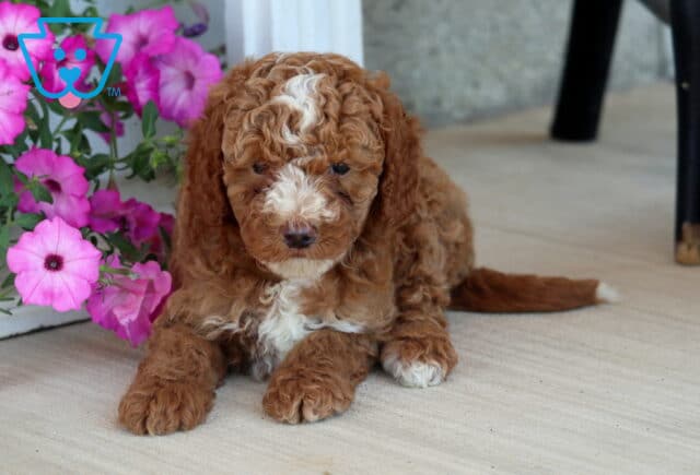 Ari Mini Poodle2 image