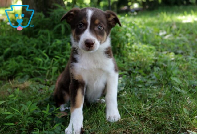 Arnie Border Collie Mix image