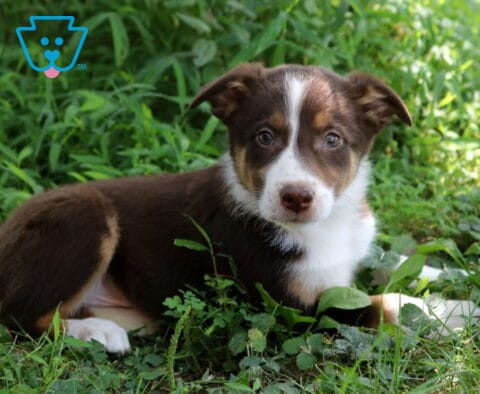 Arnie Border Collie Mix2