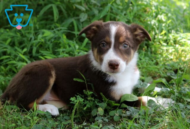 Arnie Border Collie Mix2 image