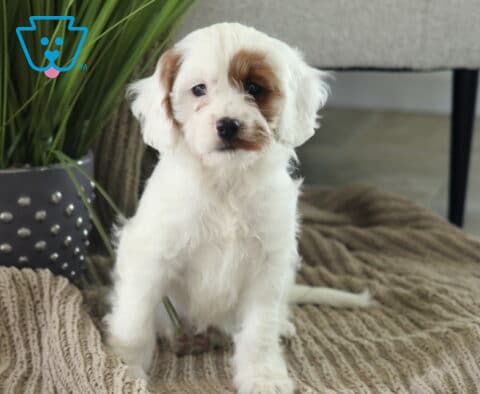 Art Cavapoo
