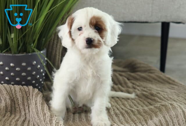 Charming white Cavapoo puppy with a distinctive caramel patch over one eye, standing on a cozy knit blanket beside a potted plant and looking curiously toward the camera. image