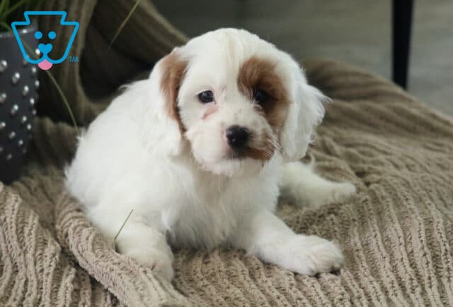 Fluffy white Cavapoo puppy with a rich caramel eye patch relaxing on a knitted blanket, giving a calm and affectionate look toward the camera. image