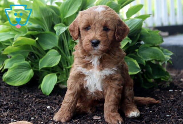 Ash Mini Goldendoodle image