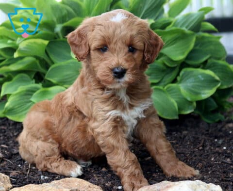 Ash Mini Goldendoodle2