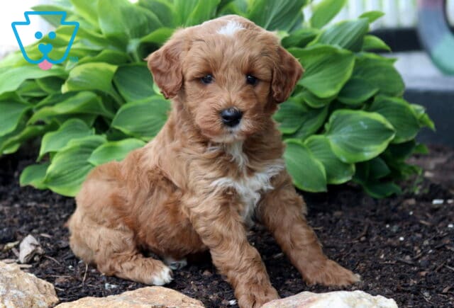 Ash Mini Goldendoodle2 image