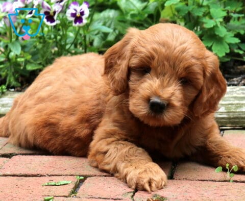 Red Goldendoodle puppy relaxing on a brick patio with a plush teddy bear coat, floppy ears, and a calm expression, surrounded by blooming pansies and vibrant garden greenery.