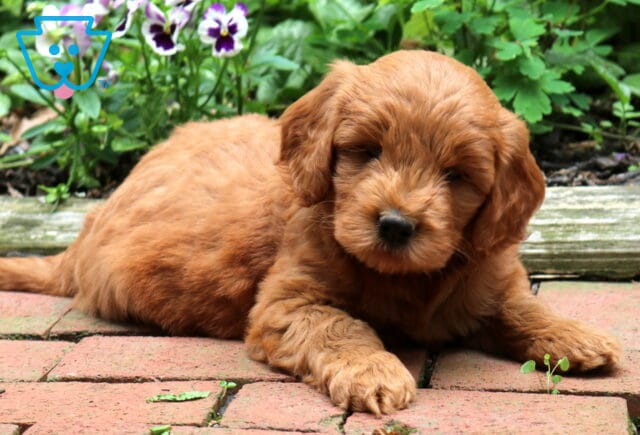 Red Goldendoodle puppy relaxing on a brick patio with a plush teddy bear coat, floppy ears, and a calm expression, surrounded by blooming pansies and vibrant garden greenery. image
