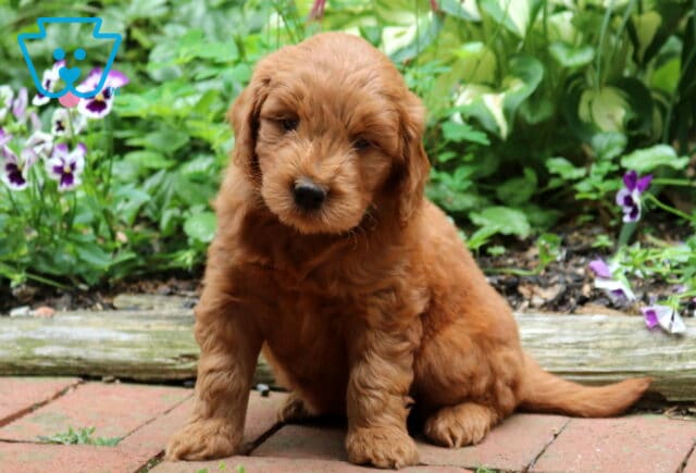 Apricot Goldendoodle puppy sitting on a brick walkway with a soft wavy coat, floppy ears, and a sweet expression, framed by colorful garden flowers and lush greenery. image