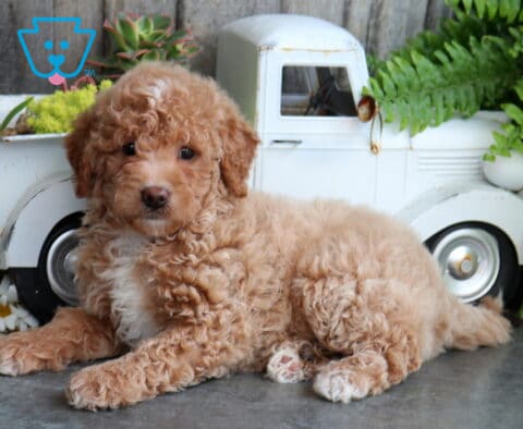 Baby Mini Goldendoodle