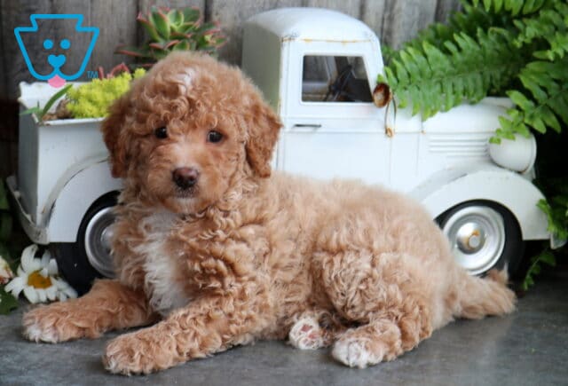 Cream-colored Mini Goldendoodle puppy with a soft curly coat lounging on a concrete floor in front of a vintage white pickup planter. The fluffy puppy looks sweetly toward the camera, surrounded by green ferns, succulents, and rustic farmhouse décor. image