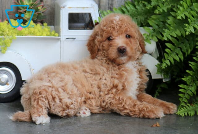 Light apricot Mini Goldendoodle puppy with a fluffy, curly coat resting on a concrete floor beside a vintage white truck planter. The puppy gazes softly toward the camera while lush green ferns and rustic wooden accents create a cozy farmhouse setting. image
