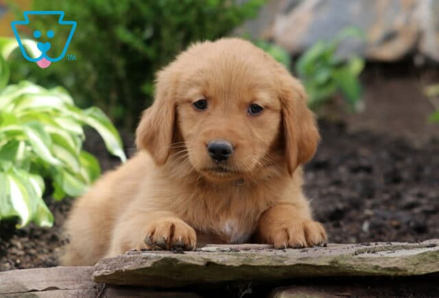 Bailey Golden image