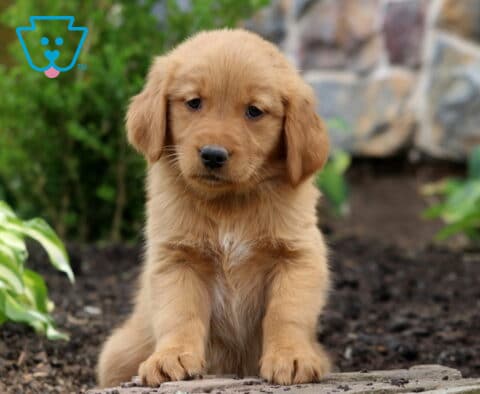 Bailey Golden2