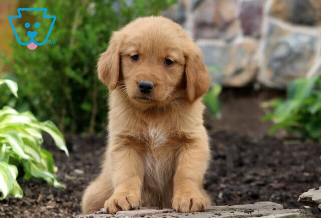 Bailey Golden2 image