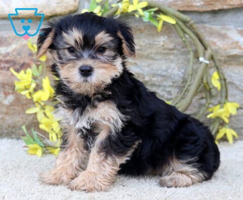 Barker Yorkie